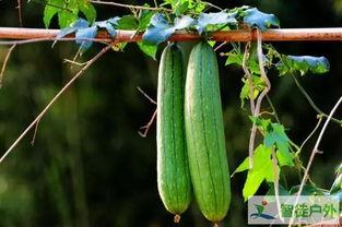 吃瓜高三,揭秘校园里的青春秘密