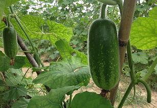 吃毛瓜会不会肥,揭秘其减肥功效与误区