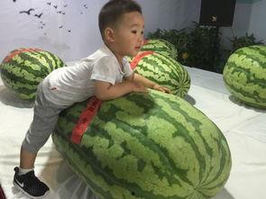 吃瓜群众 原事件,揭秘事件背后的真相与争议