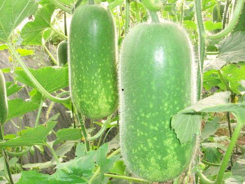 贵圈最佳吃瓜方法,让你轻松成为八卦达人！