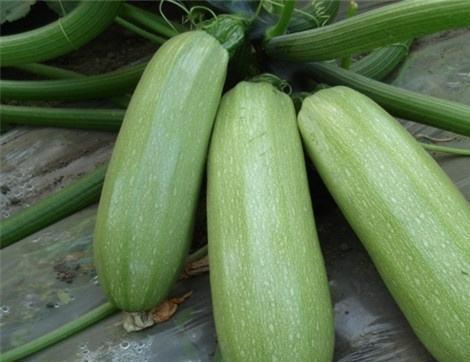 南宁吃瓜的好处