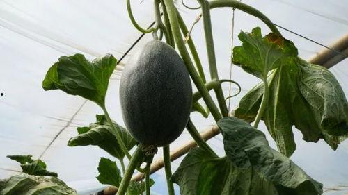 杨老板吃瓜,揭秘娱乐圈幕后风云