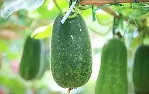 年前吃瓜,盘点那些年间的热点事件