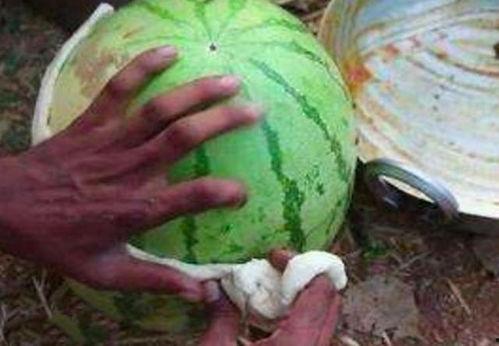 印度吃瓜恶搞,恶搞文化下的欢乐与争议