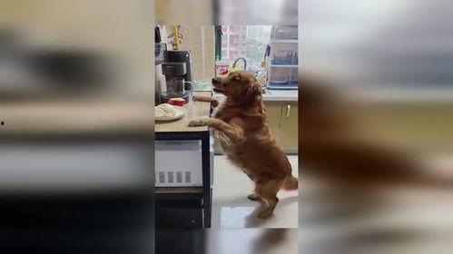 狗子吃瓜愣住,萌宠瞬间成焦点