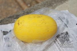 吃黄皮瓜吗