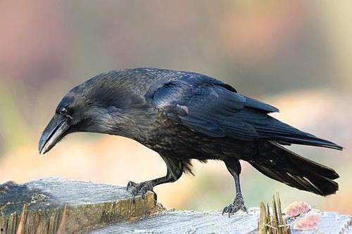 乌鸦吃瓜方式,智慧食趣盎然