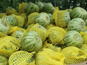 种植毛瓜怎么吃